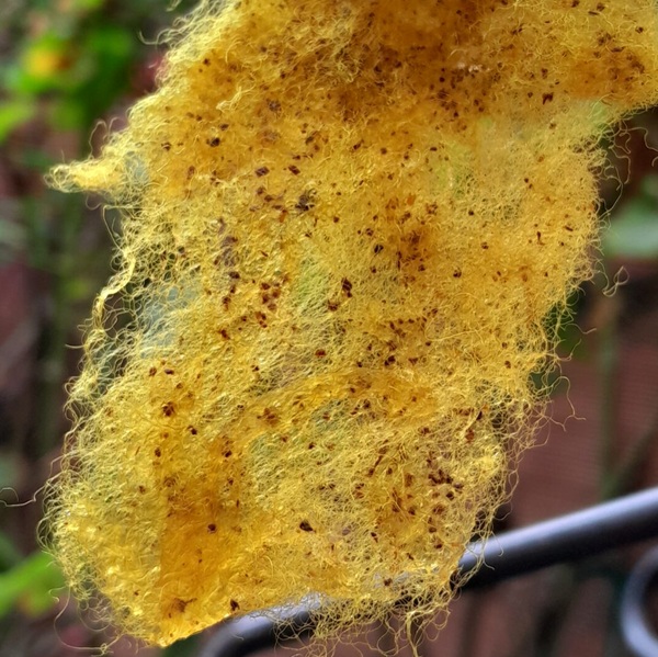 Receta Amarillo AC2